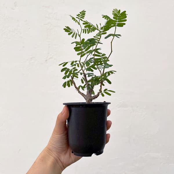 園芸ネット本店｜センナ：メリディオナリス（実生株） 2.5号鉢植え の