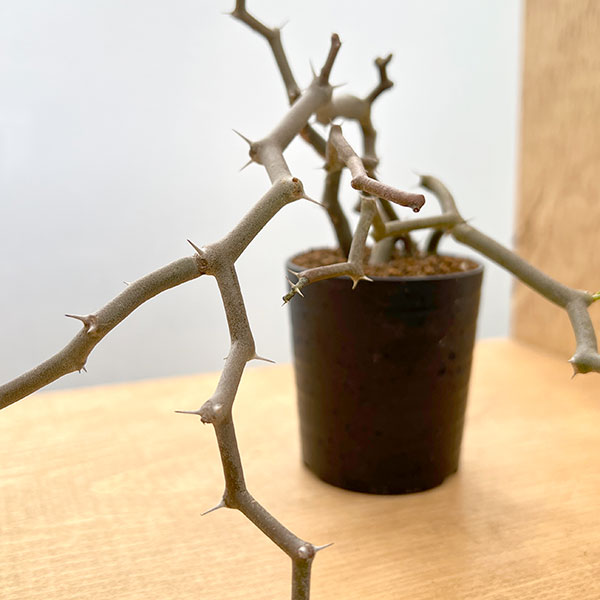 園芸ネット本店｜デカリア：マダガスカリエンシス 2.5号鉢植え の通販