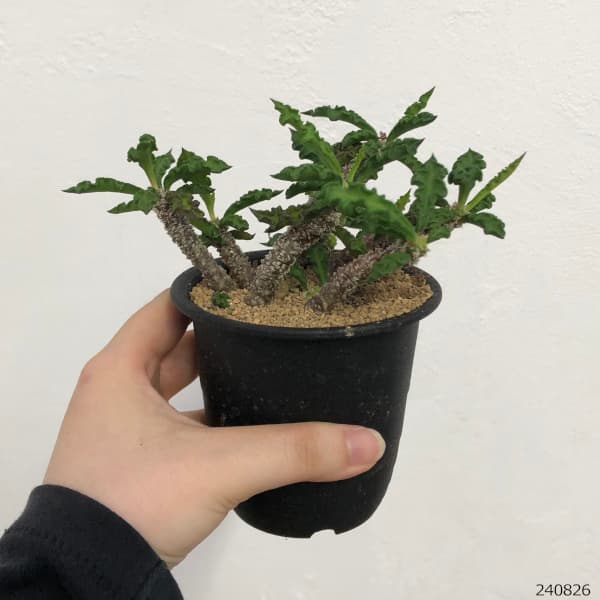 園芸ネット本店｜ユーフォルビア：デカリー スピロスティカ 3号鉢植え