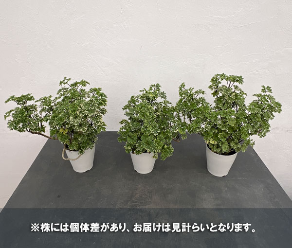 園芸ネット本店｜ポリシャス ：斑入り 4号鉢植え の通販【公式】