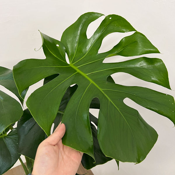 園芸ネット本店｜モンステラ：アダンソニー（幹上がり） 7号鉢植え の