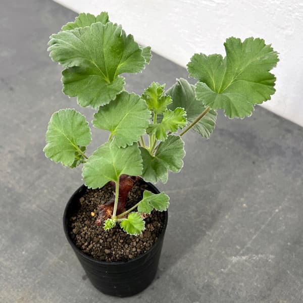 園芸ネット本店｜ペラルゴニウム：ミラビレ（挿し木）2.5号鉢植え の