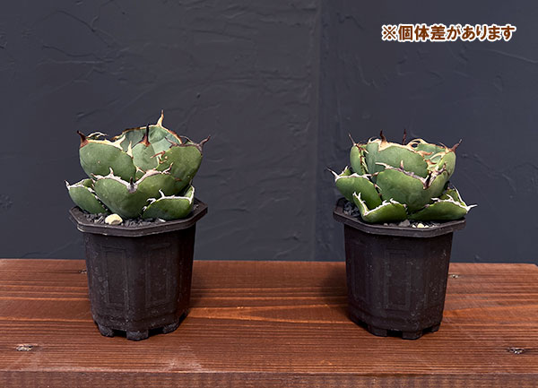 園芸ネット本店｜アガベ：ジャガーノート 3号鉢植え の通販【公式】
