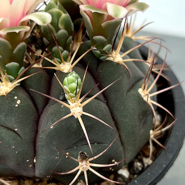 園芸ネット本店｜ギムノカリキウム：尾形丸（オガタマル）4.5号鉢植え