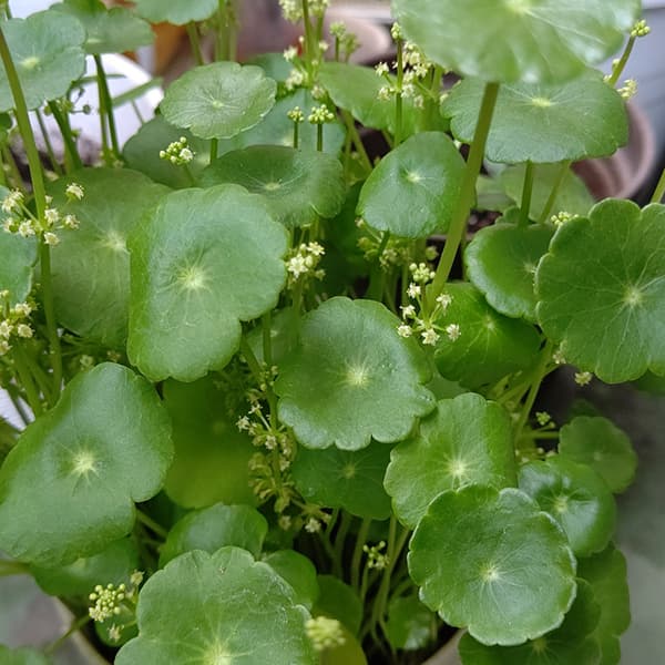 園芸ネット本店｜水生植物(ウォータープランツ)：ウォーター