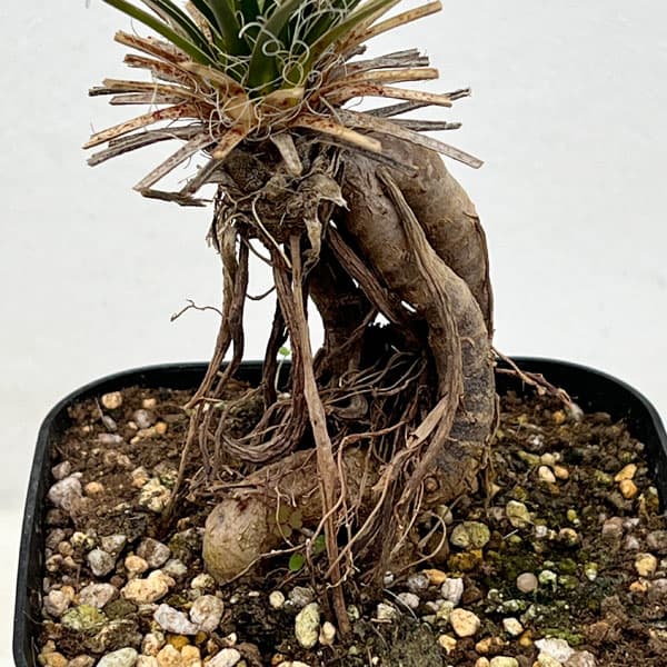 園芸ネット本店｜ユッカ：エラータ（根上がり仕立て） 4号鉢植え の