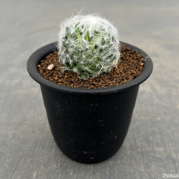 園芸ネット本店｜サボテン：マミラリア 白光殿 3号鉢植え の通販【公式】