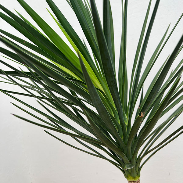 園芸ネット本店｜ユッカ：アロイフォリア（センジュラン）7号鉢植え の