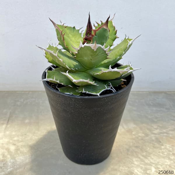 園芸ネット本店｜アガベ：チタノタ ドワーフ 6号鉢植え25-01 の通販