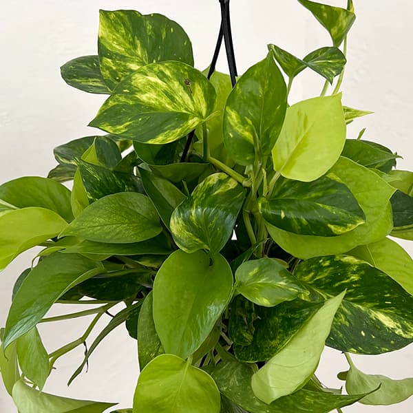園芸ネット本店｜ポトス（2色植え）：ハッピーライム5号吊り鉢 の通販