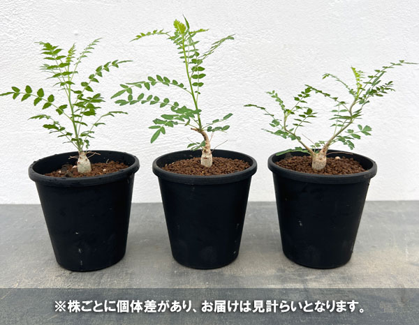 園芸ネット本店｜ボスウェリア：ネグレクタ 3.5号鉢植え の通販【公式】