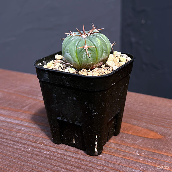 園芸ネット本店｜サボテン：エキノカクタス 太平丸2.5号鉢植え の通販