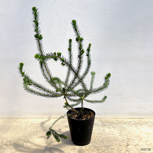 園芸ネット本店｜バンクシア：リトルエリック 5号鉢植え の通販【公式】