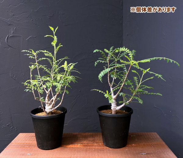 園芸ネット本店｜ボスウェリア：ネグレクタ 4号鉢植え の通販【公式】