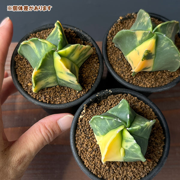 園芸ネット本店｜サボテン：アストロフィツム ランポー錦 2.5号鉢植え