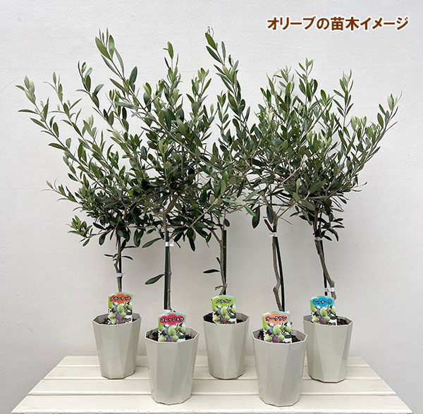 園芸ネット本店｜オリーブ：ミッション スタンダード仕立て4.5号ポット