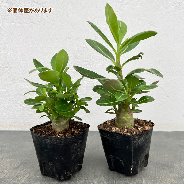 園芸ネット本店｜アデニウム：アラビカム ブラックカラマエ（実生苗）3