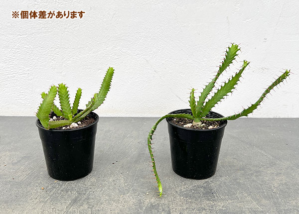 園芸ネット本店｜ユーフォルビア：ステラータ 飛竜 2.5号 の通販【公式】