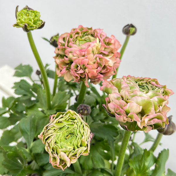 園芸ネット本店｜ラナンキュラス：ポンポン アリス5号鉢植え の通販