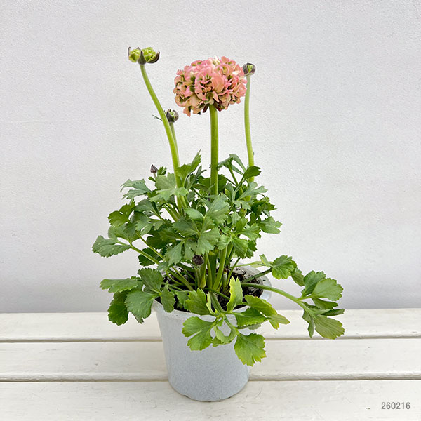 園芸ネット本店｜ラナンキュラス：ポンポン アリス5号鉢植え の通販