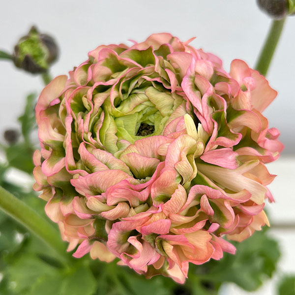 園芸ネット本店｜ラナンキュラス：ポンポン アリス5号鉢植え の通販