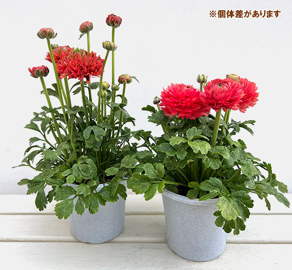 園芸ネット本店｜ラナンキュラス：ポンポン ミネルバ5号鉢植え の通販