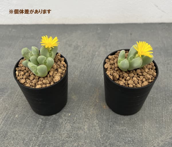 園芸ネット本店｜コノフィツム：伏見城 2.5号ポット の通販【公式】