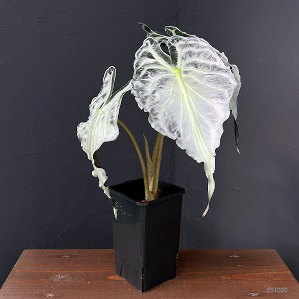 アロカシア ヴェノム Alocasia 'Venom' 管理番号s218 アロカシア