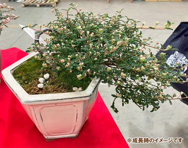 園芸ネット本店｜テンノウバイ（天皇梅）：ケンガイ（懸崖）仕立て3号