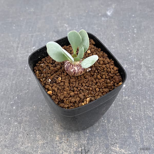 園芸ネット本店｜オトンナ：ピグマエア 2.5号鉢植え の通販【公式】