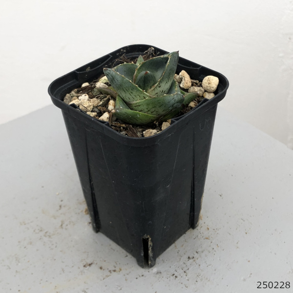 園芸ネット本店｜アガベ：プミラ 2.5号鉢植え の通販【公式】