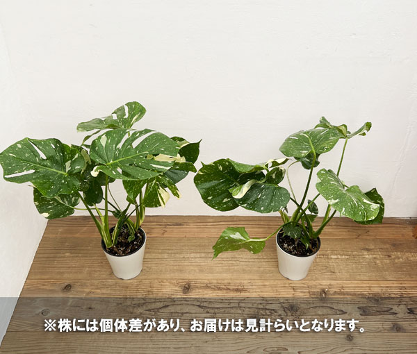 園芸ネット本店｜モンステラ：タイコンステレーション（散斑） 5号