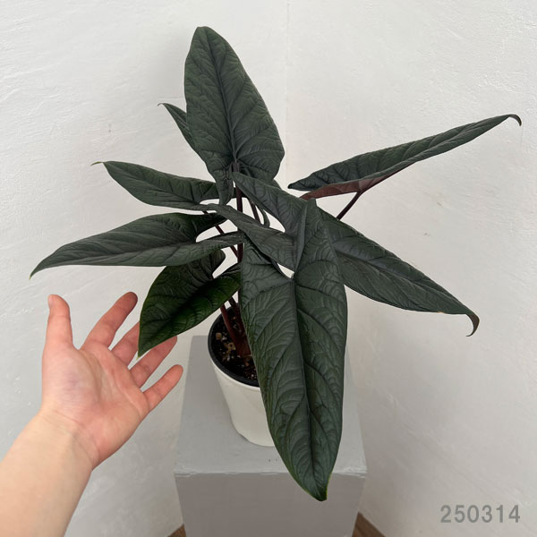 園芸ネット本店｜アロカシア：スカルプラム 5号鉢植え の通販【公式】