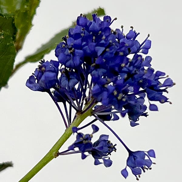 園芸ネット本店｜セアノサス（カリフォルニアライラック）：銅葉 青花3