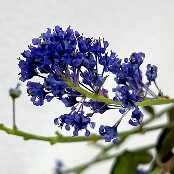 園芸ネット本店｜セアノサス（カリフォルニアライラック）：銅葉 青花3