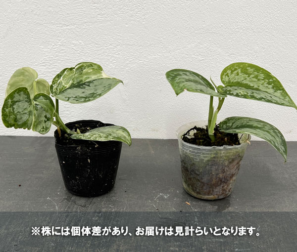 園芸ネット本店｜スキンダプサス：ピースン 3号ポット の通販【公式】