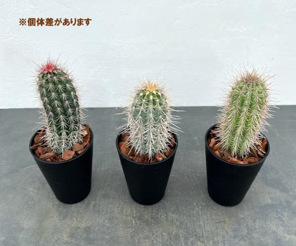園芸ネット本店｜サボテン：武倫柱（ブリンチュブウ）4号鉢植え の通販