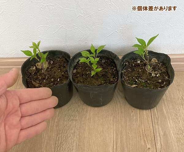 園芸ネット本店｜ハナイカダ（花筏）： 子持ち3.5号ポット の通販【公式】