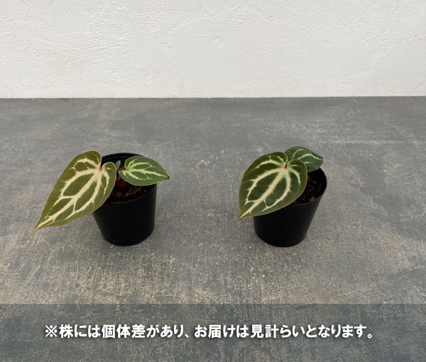園芸ネット本店｜アンスリウム（原種）：レッドクリスタリナム×ピンク