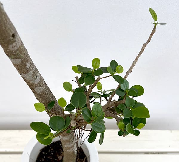 園芸ネット本店｜ガジュマル：パンダガジュマル 6号鉢植え** の通販