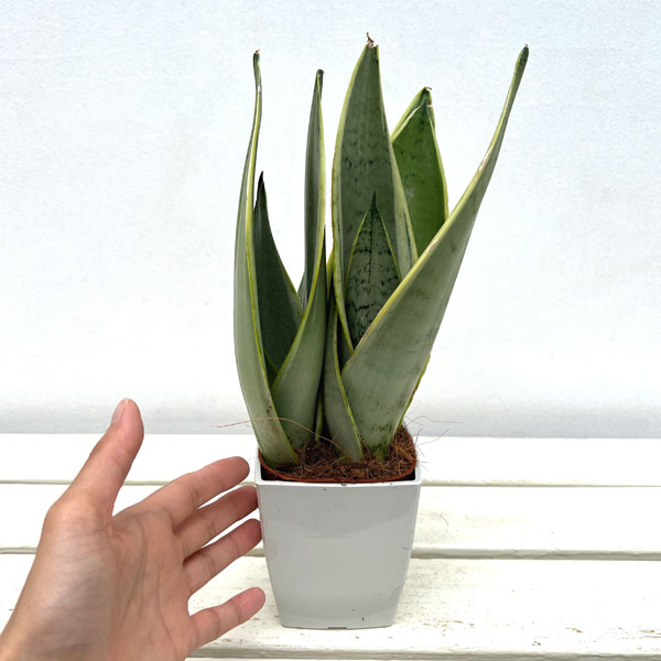 園芸ネット本店｜サンセベリア：ホワイトスノー 4号鉢植え の通販【公式】