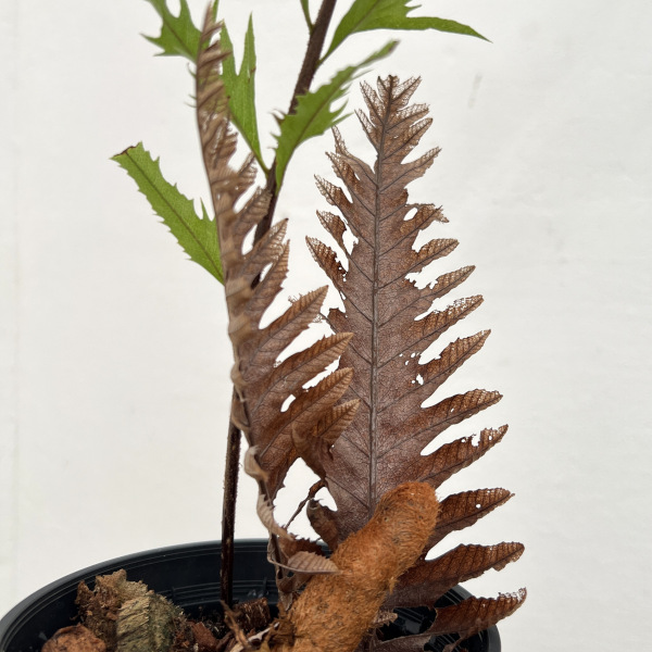 園芸ネット本店｜ドリナリア：リキドラホワイティ 3.5号鉢植え の通販