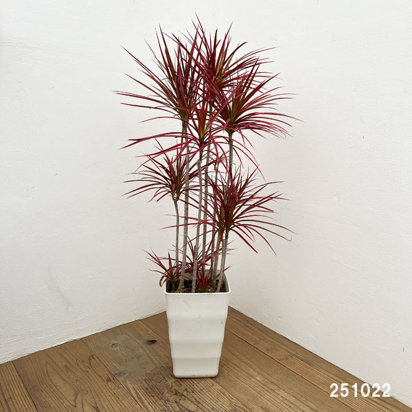 園芸ネット本店｜ドラセナ：コンシンネスカーレットアイビス 7号鉢植え