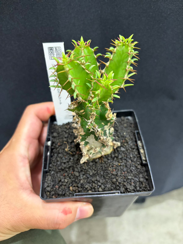 園芸ネット本店｜ユーフォルビア：ムランジーナ 3.5号鉢植え の通販