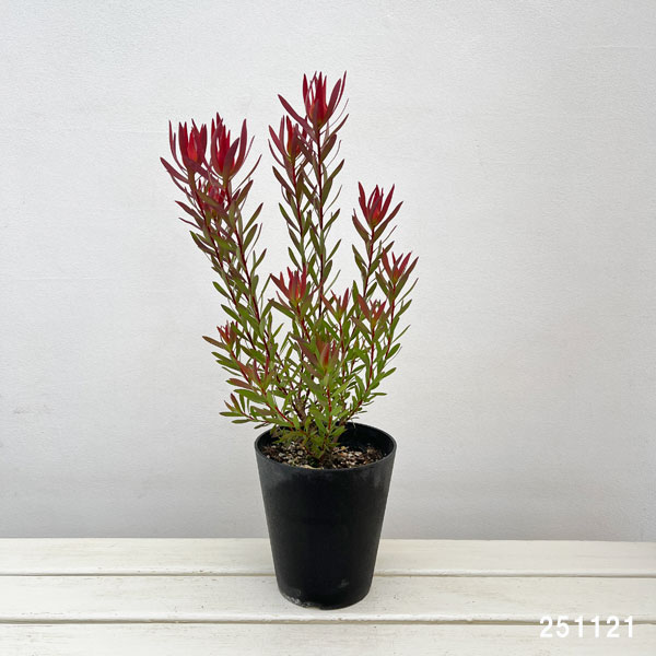 園芸ネット本店｜リューカデンドロン：ジャックハーレ5号鉢植え の通販