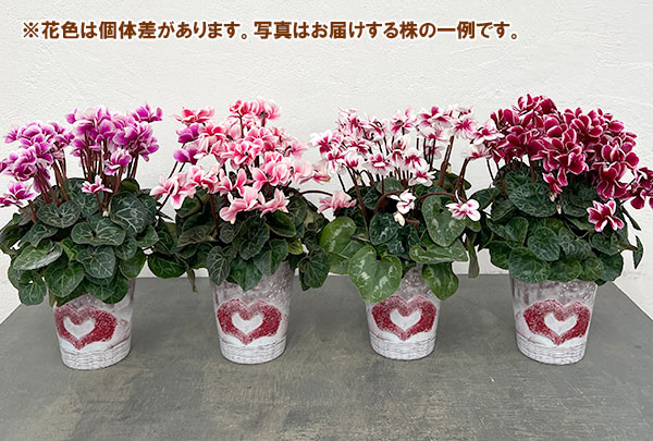 園芸ネット本店｜シクラメン：チモ ピコティ（花色いろいろ）12cm