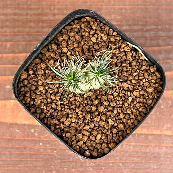 園芸ネット本店｜オーニソガラム：サルディエミー 2.5号鉢植え の通販
