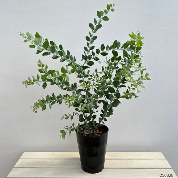 園芸ネット本店｜アカシア：パールアカシア7号鉢植え の通販【公式】