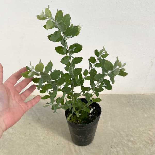園芸ネット本店｜アカシア：パールアカシア 5号鉢植え の通販【公式】