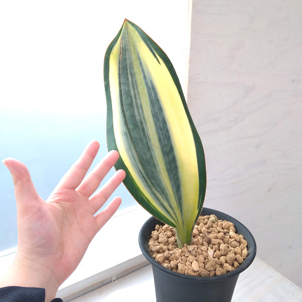 園芸ネット本店｜サンセベリア：マッソニアーナ（斑入り） 5号鉢植え22